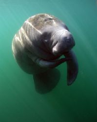 Manatee in afternoon Light.Taken at Crystal River,FL. by Ray Eccleston 